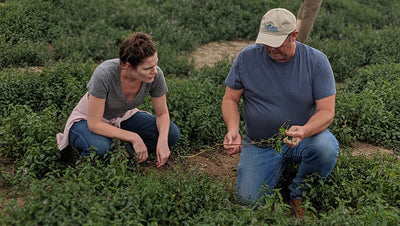 Teamaker and mint farmer in mint field looking at plucked leaves.