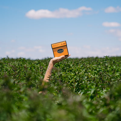 Mint Harvest 2026