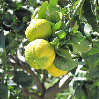 Ingredient Spotlight: Bergamot Oil
