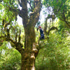 Farmer in Yunnan, China in the high branches of a wild tree from which Ai Lao Wild Black is harvested looking up to the tops of the tree.