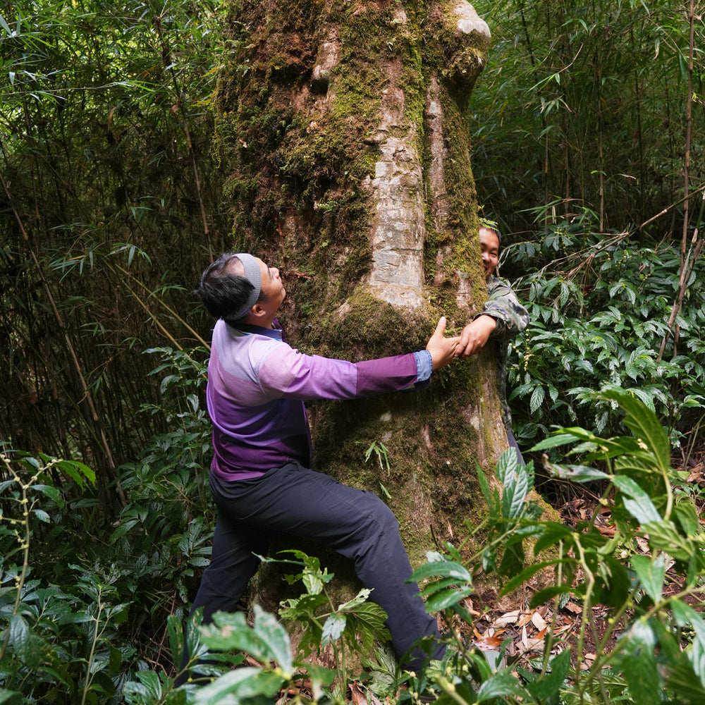 Treehug Reserve Series: Ai Lao Wild Black – Smith Teamaker