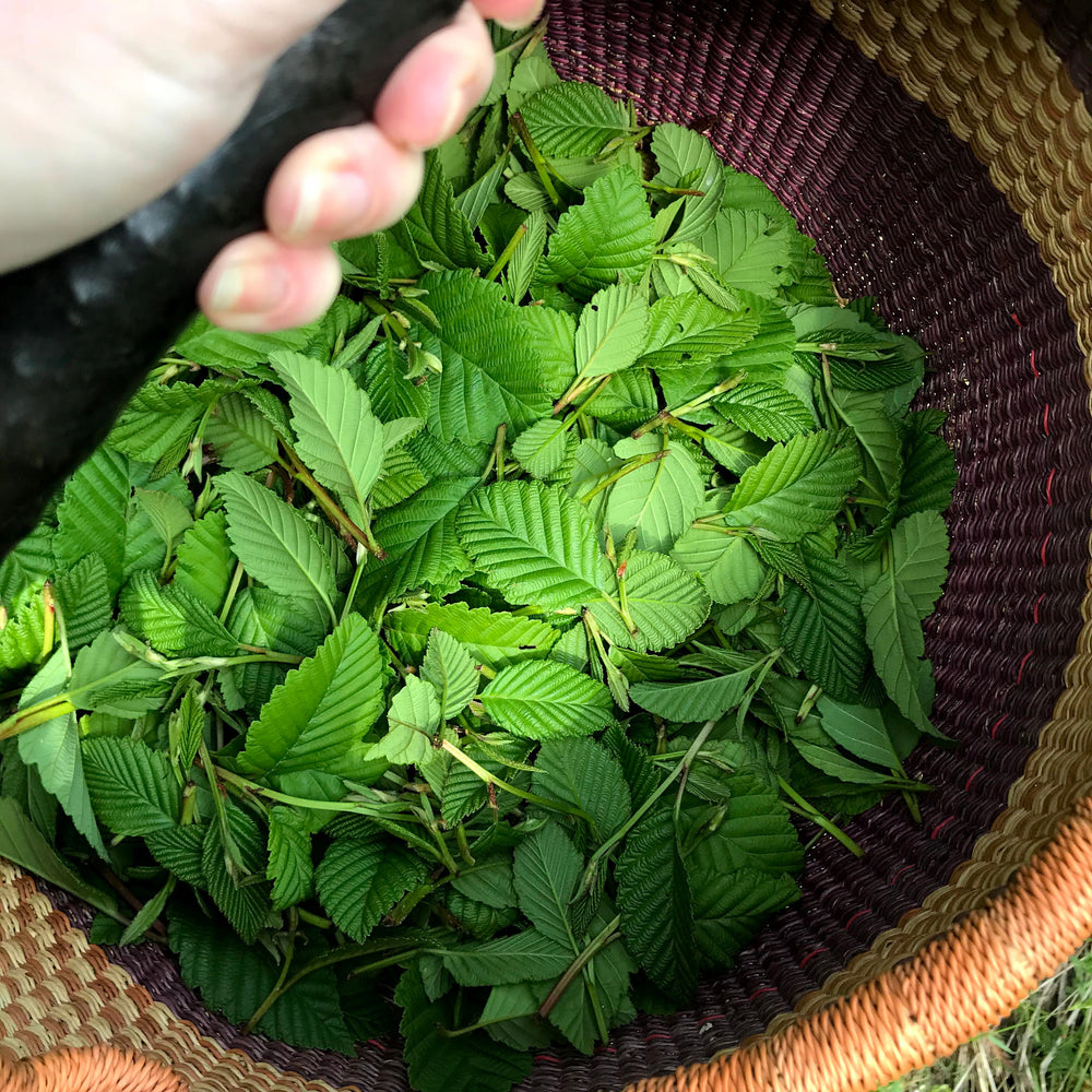 Northwest Alder Leaf