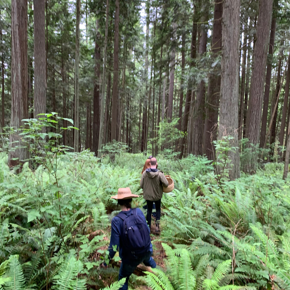 Northwest Alder Leaf