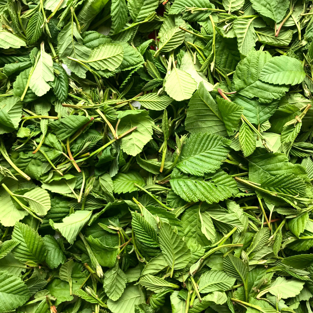 Northwest Alder Leaf