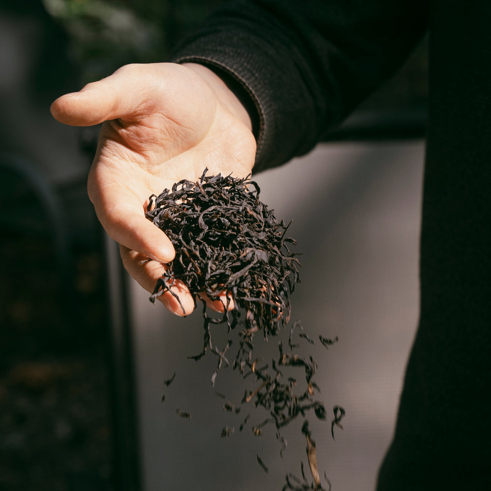 Loose leaf tea falling out of a hand filled with loose leaves.