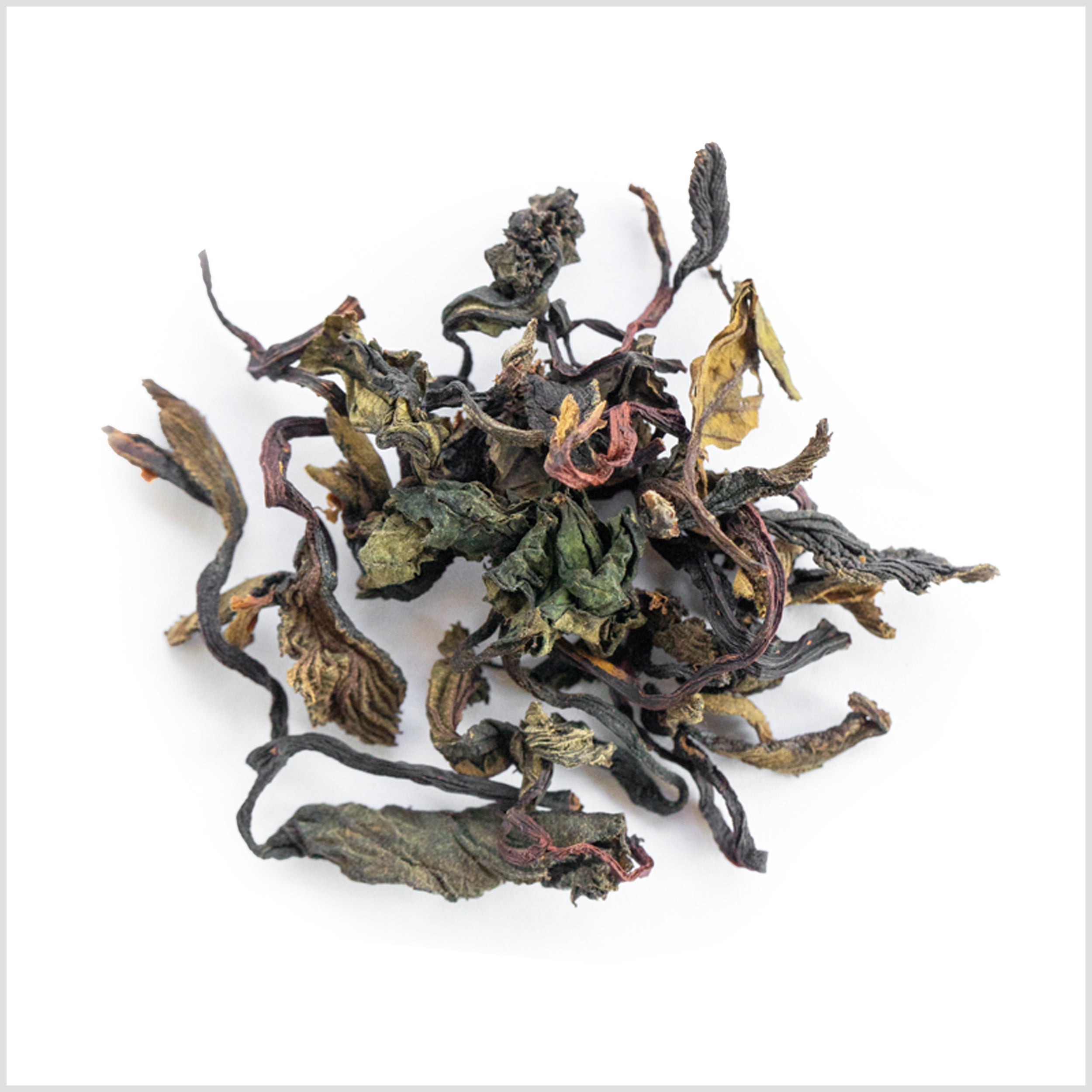 Northwest Alder Leaf