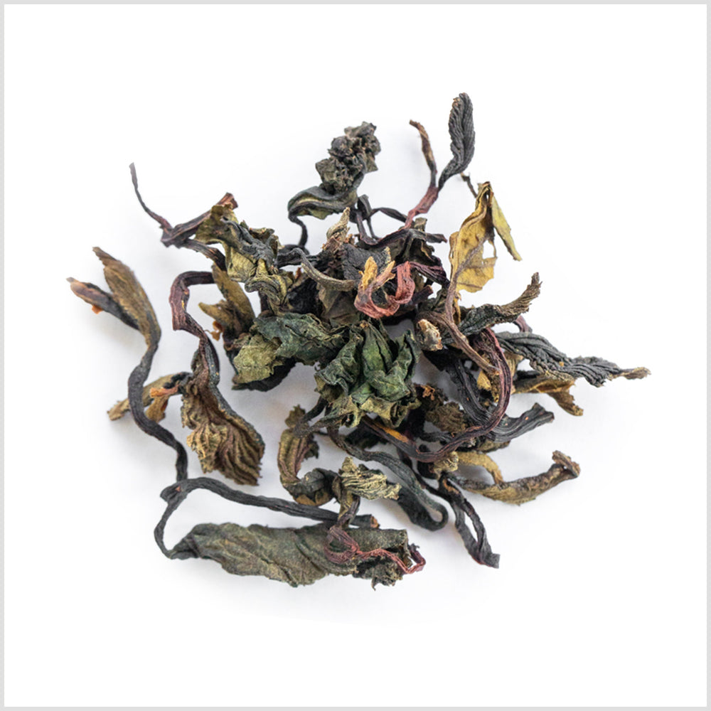 Northwest Alder Leaf