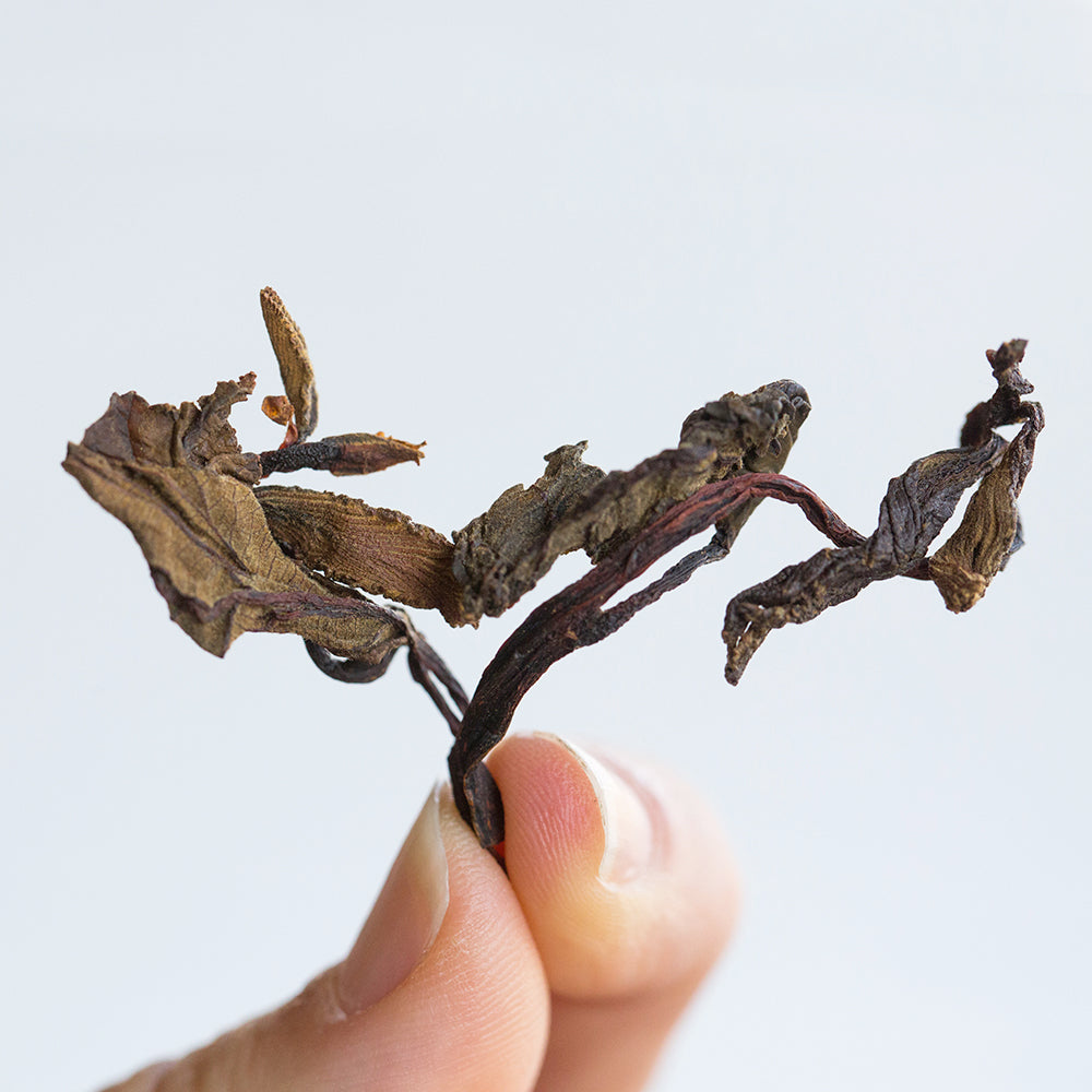 Northwest Alder Leaf