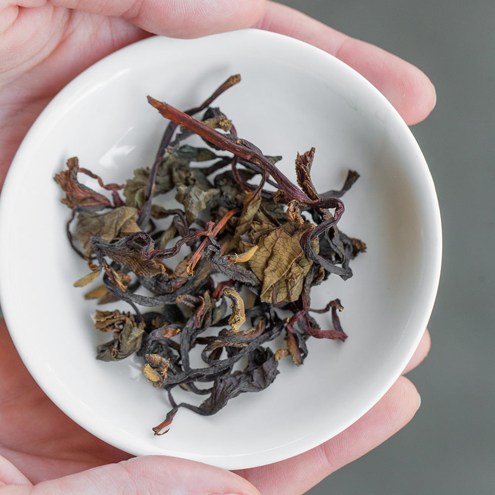 Northwest Alder Leaf