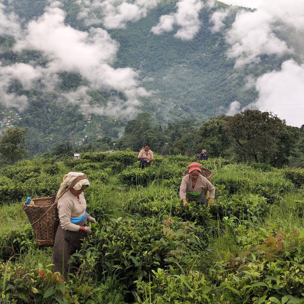 Four women tea pluckers in a tea garden in Darjeeling, India.
