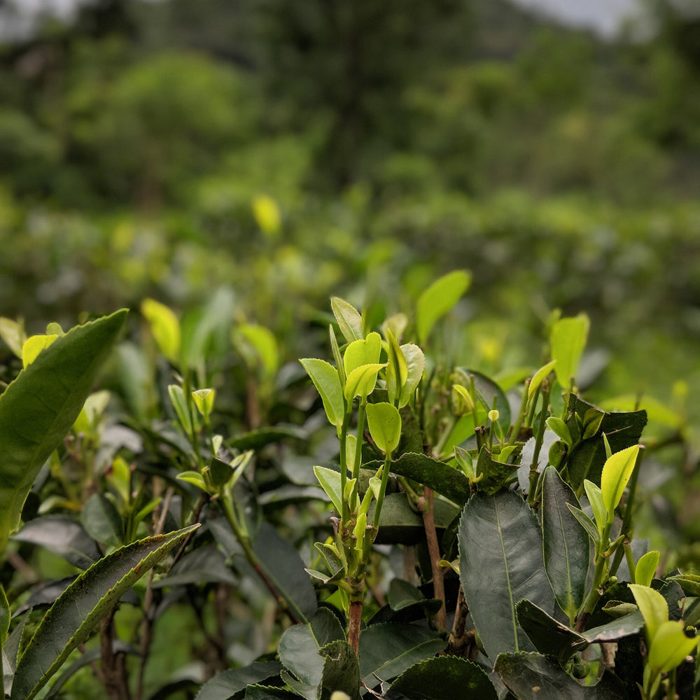 1st Flush Darjeeling
