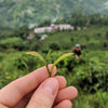 1st Flush Darjeeling
