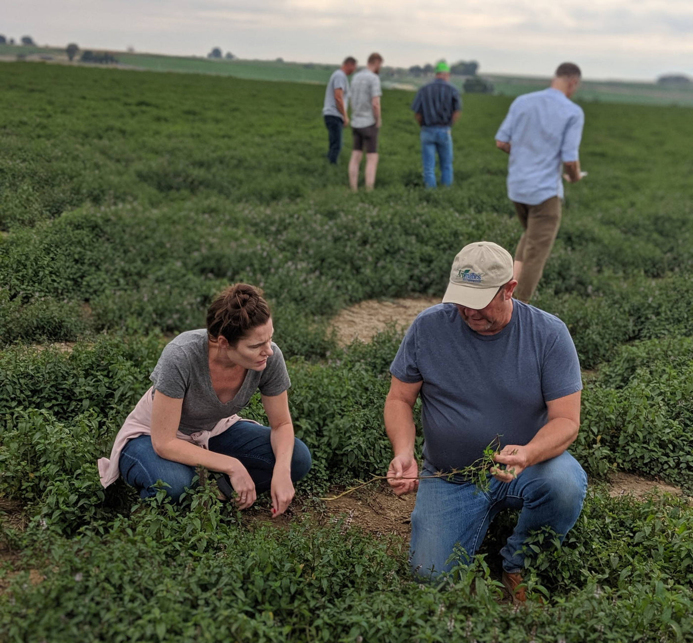 Teamaker and peppermint farmer inspecting a wiry twig of peppermint leaves in a field.
