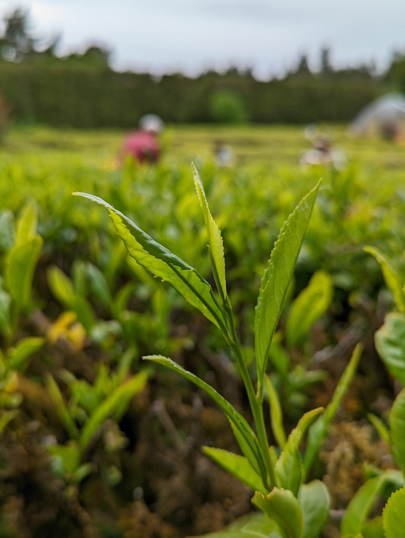Up close shot of tea plant to show two leaves and bud at Minto Island Tea Garden.