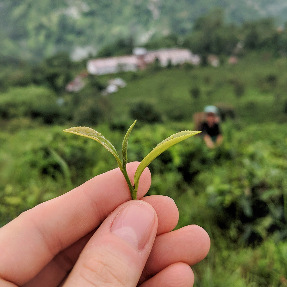 One hand holding tea leaves in tea fields.