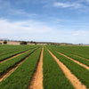 Farm field with rooibos growing and workers tending to the land.