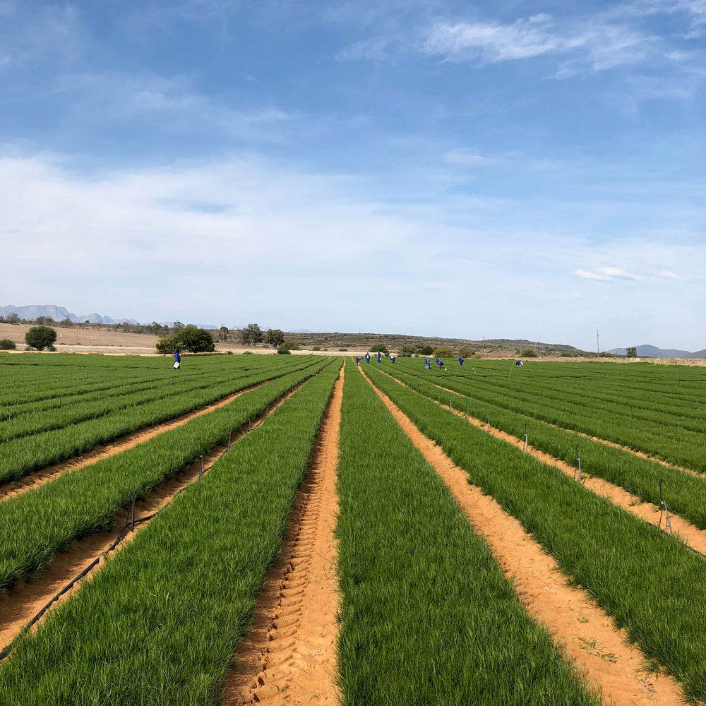 Farm field with rooibos growing and workers tending to the land.
